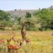 Botswana to re-open wildlife national park 14 Botswana to re-open wildlife national park