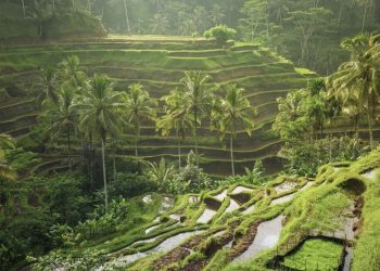 When is the best time to visit Bali? One of Indonesia’s most popular travel destinations, Bali attracts visitors throughout the year with its warm climate and diverse experiences.
