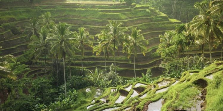 When is the best time to visit Bali? One of Indonesia’s most popular travel destinations, Bali attracts visitors throughout the year with its warm climate and diverse experiences.
