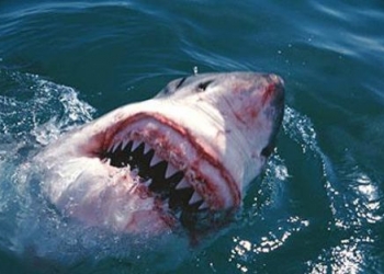 Mısır’da köpek balığı Rus turistleri yaraladı