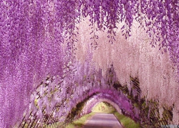 Dünyayı büyüleyen park: Japonya Ashikaga Parkı