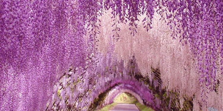 wallpaper Ashikaga flower park awesome