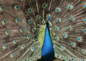 Kos Adası’na özel beş durak