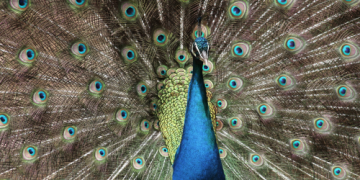 Kos Adası’na özel beş durak