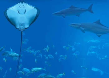 Su altında tatile hazırlanın!