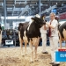 Hannover EuroTier 2014 için geri sayım başladı