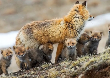 Bozulmamış Rusya sergisi Moskova’da açıldı