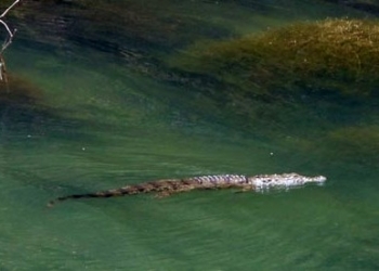 Afrika değil Girit Adası! Timsah Sifi için dere turu