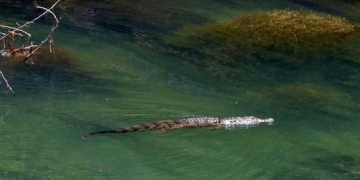 Afrika değil Girit Adası! Timsah Sifi için dere turu
