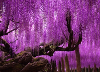 Yeryüzündeki cennet Ashikaga Çiçek Parkı / Japonya