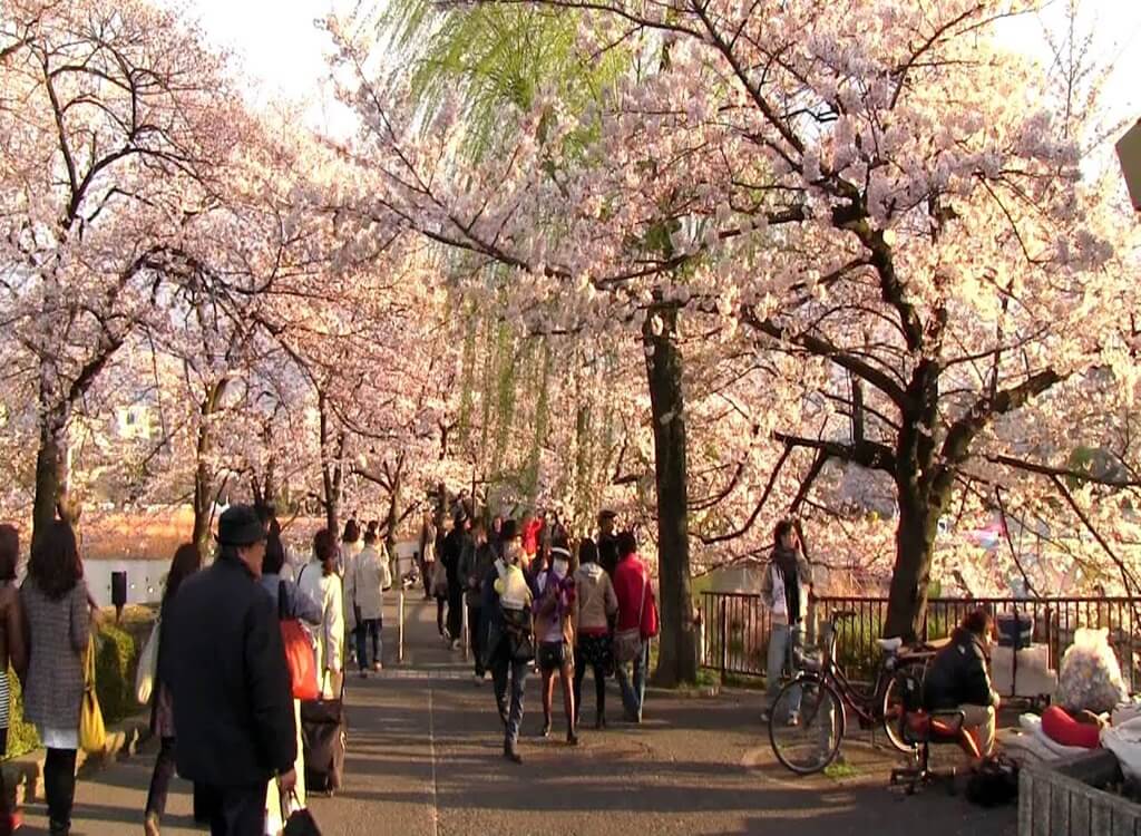 Tokyo'da Mutlaka Görülmesi Gereken Yerler 11 Ueno Parkı