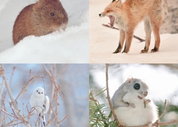 Bu canlılar sadece Hokkaido adasında