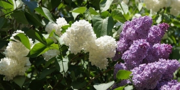 Moskova’da leylak zamanı!