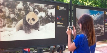 Moskova’da renkli panda sergisi