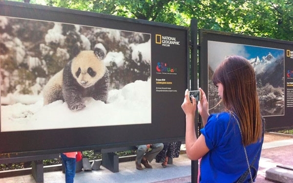 rusya panda sergisi