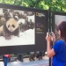 Moskova'da renkli panda sergisi 11 Moskova’da renkli panda sergisi