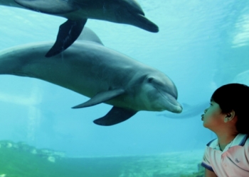 Japonya’daki hayvanat bahçelerinden yunuslar için devrim gibi karar!