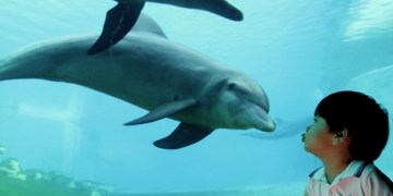 Japonya’daki hayvanat bahçelerinden yunuslar için devrim gibi karar!