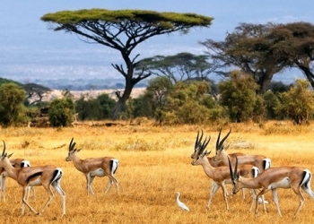 Vahşi doğanın kalbinde Afrika Safari Turları