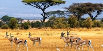 Vahşi doğanın kalbinde Afrika Safari Turları