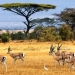 Vahşi doğanın kalbinde Afrika Safari Turları
