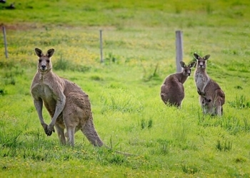 Avustralya hakkında ilginç gerçekler