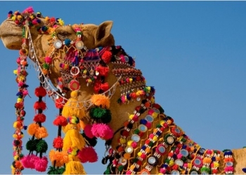 Fotoğraf makinalarını hazırlayın! Hindistan Pushkar Festivali yaklaşıyor