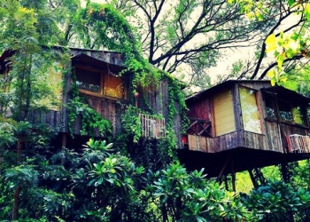 Eşsiz bir tatil deneyimi: Hindistan ağaç ev otelleri