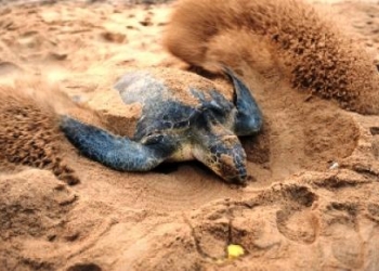 Antalya’da caretta caretta turizmi