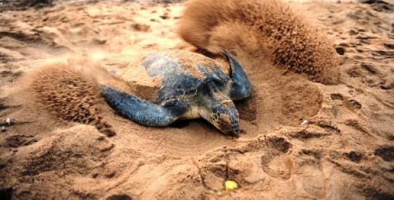 antalya caretta caretta