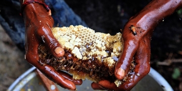 Balın Peşinde Hindistan