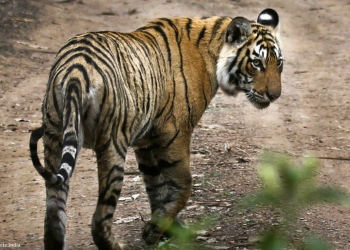 Hindistan’ın simge kaplanı Machli öldü