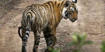 Hindistan’ın simge kaplanı Machli öldü