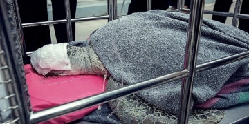 Tayland’da ilginç olay! Bozuk para atılan havuzda yaşayan deniz kaplumbağası şok etti