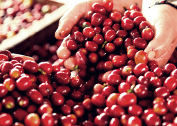 Nestle Küba kahvesini artık yerinde üretecek