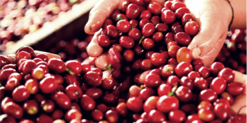 Nestle Küba kahvesini artık yerinde üretecek