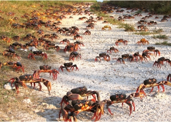 Küba Kara Yengeçleri