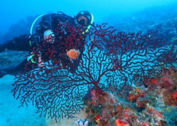 Ayvalık Dalış Okulları