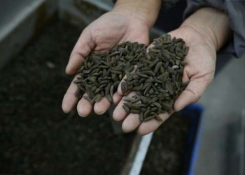 Çin Çöpleri Yok Etmek İçin Açgözlü Kurtçukları Kullanıyor