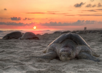 Deniz Kaplumbagları