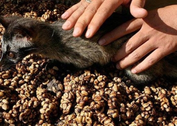 Kopi Luwak Bali Kahvesi