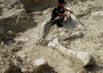 Endonezya Stegodon Fil Fosili