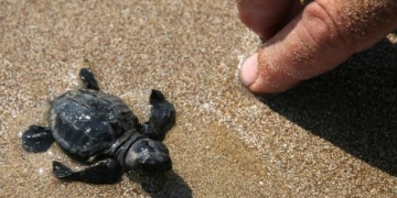 Zakynthos’ta Caretta Caretta zamanı