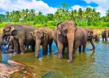 Cennet Bir Ada Ülkesi Sri Lanka 9 Cennet Bir Ada Ülkesi Sri Lanka