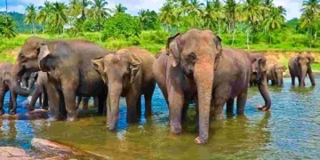 Cennet Bir Ada Ülkesi Sri Lanka