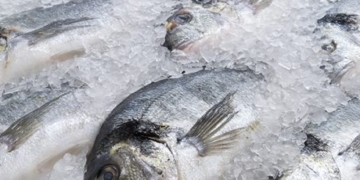 Balıklar için İzmir-New York seferleri başlıyor!