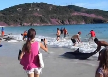 Brezilya’da karaya vuran 200’e yakın yunus virüs kurbanı!