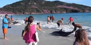 Brezilya’da karaya vuran 200’e yakın yunus virüs kurbanı!