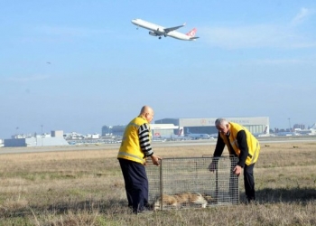 Atatürk Havalimanı’nda ‘Köpek Timi’ kuruldu!