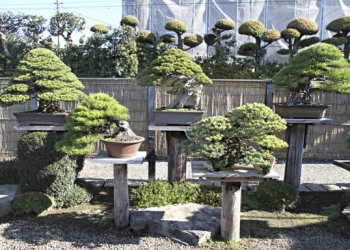 Japonya’nın Geleneksel Minyatür Ağaç Yetiştirme Sanatı: Bonsai